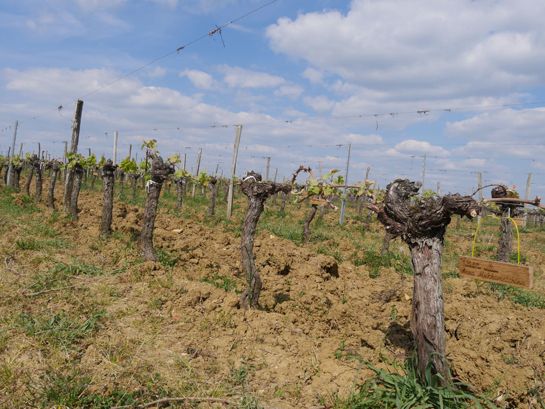 Виноградник на урожай